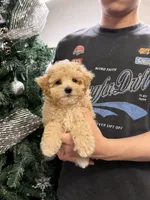 Donut, a male Maltipoo for sale in San Gabriel, CA – 5 of 5