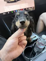 Bobby, a female Miniature Dachshund for sale in San Gabriel, CA – 4 of 4