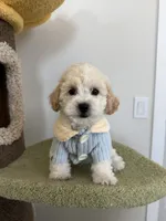 Leo, a male Maltipoo for sale in San Gabriel, CA – 2 of 7