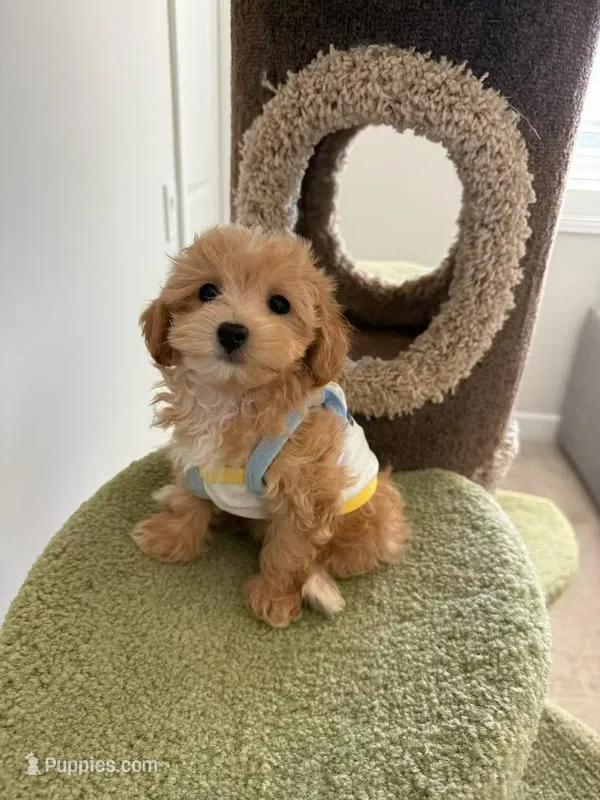 Emma – Maltipoo puppy for sale in San Gabriel, CA