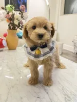 Frank, a male Maltipoo for sale in San Gabriel, CA – 3 of 4