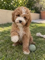 Chubby, a female Cavapoo for sale in San Gabriel, CA – 2 of 3