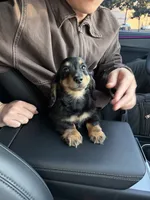 Bobby, a female Miniature Dachshund for sale in San Gabriel, CA – 2 of 4