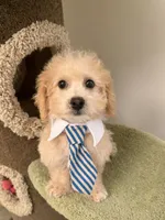 Chubby, a male Maltipoo for sale in San Gabriel, CA – 3 of 6