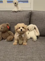 Butter, a female Maltipoo for sale in San Gabriel, CA – 4 of 5