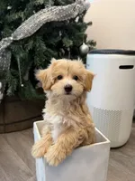 Kawaii, a female Maltipoo for sale in San Gabriel, CA – 3 of 5