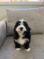 Panda, a male Miniature Bernedoodle for sale in San Gabriel, CA – 2 of 4