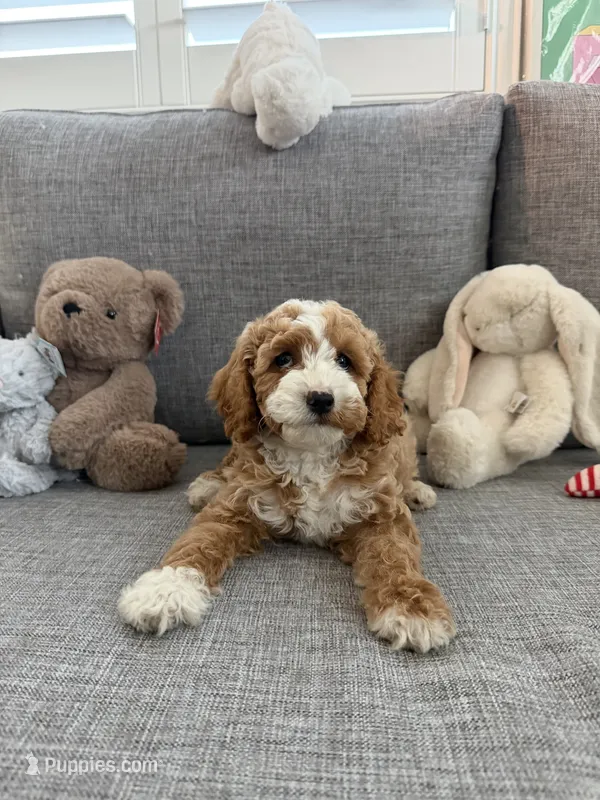 Tiffany – Cavapoo puppy for sale in San Gabriel, CA