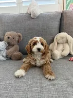 Tiffany, a female Cavapoo for sale in San Gabriel, CA – 1 of 4