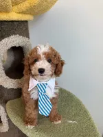 Chubby, a male Cockapoo for sale in San Gabriel, CA – 2 of 4