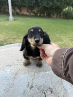 Bobby, a female Miniature Dachshund for sale in San Gabriel, CA – 1 of 4