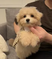 Butter, a female Maltipoo for sale in San Gabriel, CA – 2 of 5