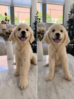 Clare, a female Golden Retriever for sale in San Gabriel, CA – 1 of 5