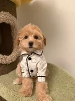 Bella, a female Maltipoo for sale in San Gabriel, CA – 3 of 3