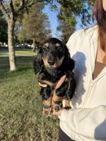 Cookie, a male Miniature Dachshund for sale in San Gabriel, CA – 3 of 3