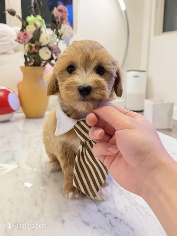 Frank – Maltipoo puppy for sale in San Gabriel, CA