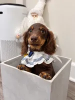 Toby, a male Miniature Dachshund for sale in San Gabriel, CA – 2 of 8