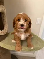 Cookie, a male Cavapoo for sale in San Gabriel, CA – 5 of 5