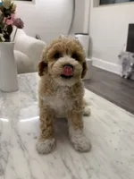 Tulip, a male Poodle - Toy  and Bichpoo for sale in San Gabriel, CA – 2 of 3