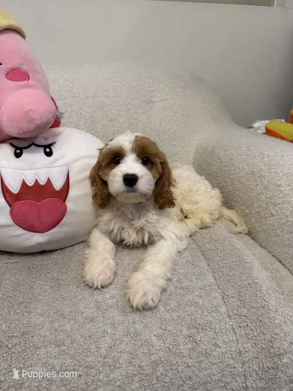 Tory – Cavapoo puppy for sale in San Gabriel, CA