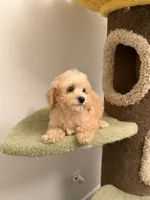Cookie, a male Maltipoo for sale in San Gabriel, CA – 3 of 5