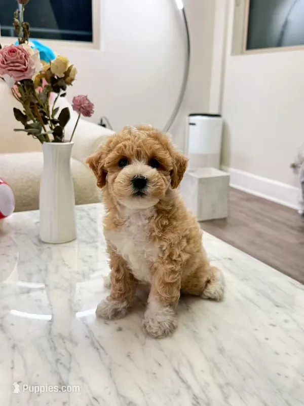 Tulip – Poodle - Toy , Bichpoo puppy for sale in San Gabriel, CA