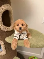 Bella, a female Maltipoo for sale in San Gabriel, CA – 2 of 3