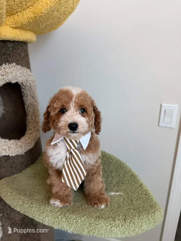 Colby – Cockapoo puppy for sale in San Gabriel, CA