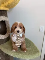 Colby, a male Cockapoo for sale in San Gabriel, CA – 1 of 4