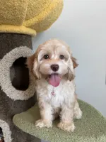 Kawaii, a female Cockapoo for sale in San Gabriel, CA – 4 of 5