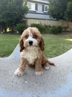 Cookie, a male Cavapoo for sale in San Gabriel, CA – 2 of 4