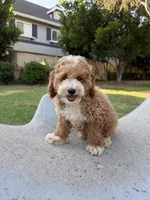 Toby, a male Poodle - Toy  and Bichpoo for sale in San Gabriel, CA – 1 of 4