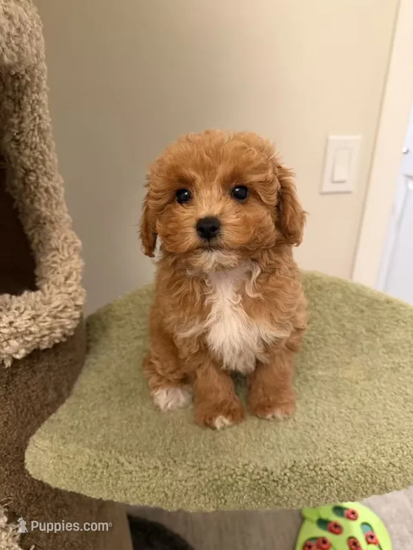 Chubby – Maltipoo puppy for sale in San Gabriel, CA