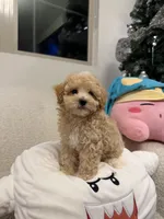 Donut, a male Maltipoo for sale in San Gabriel, CA – 4 of 5