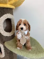 Colby, a male Cockapoo for sale in San Gabriel, CA – 2 of 4