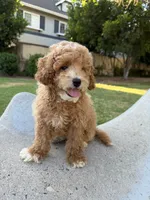 Tommy, a male Bichpoo for sale in San Gabriel, CA – 3 of 4