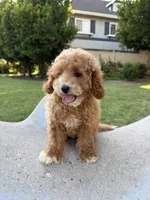 Tommy, a male Bichpoo for sale in San Gabriel, CA – 4 of 4