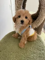 Emma, a female Maltipoo for sale in San Gabriel, CA – 4 of 4