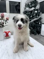 Kawaii, a male Border Collie for sale in San Gabriel, CA – 5 of 5