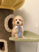 Chubby, a male Maltipoo for sale in San Gabriel, CA – 5 of 6