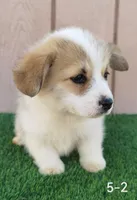 CKC Corgi, a female Pembroke Welsh Corgi for sale in San Gabriel, CA – Photo 5 of 9