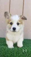 CKC Corgi, a female Pembroke Welsh Corgi for sale in San Gabriel, CA – Photo 4 of 9