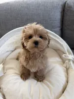 Clare, a female Maltipoo for sale in San Gabriel, CA – 4 of 6