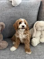 Tiffany, a female Cavapoo for sale in San Gabriel, CA – 3 of 4