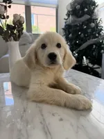 Clare, a female Golden Retriever for sale in San Gabriel, CA – 4 of 5
