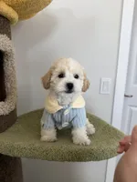 Leo, a male Maltipoo for sale in San Gabriel, CA – 4 of 7