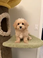 Cookie, a male Maltipoo for sale in San Gabriel, CA – 5 of 5