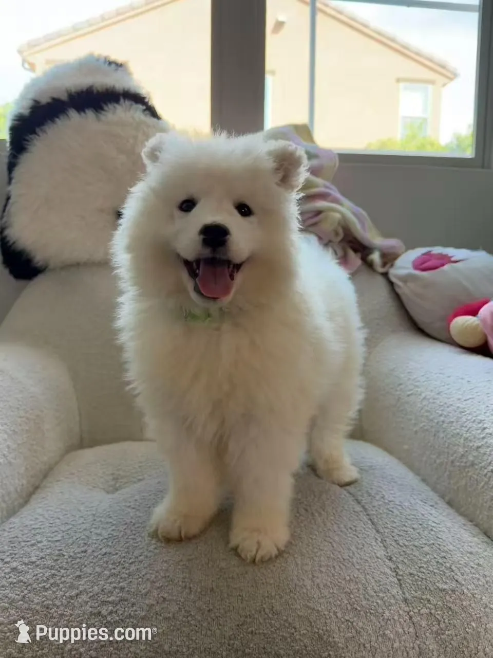 Tory, a male Samoyed for sale in San Gabriel, CA – Photo 3 of 5