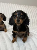 Mavis, a female Miniature Dachshund for sale in San Gabriel, CA – Photo 3 of 4