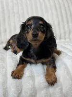 Mavis, a female Miniature Dachshund for sale in San Gabriel, CA – Photo 1 of 4